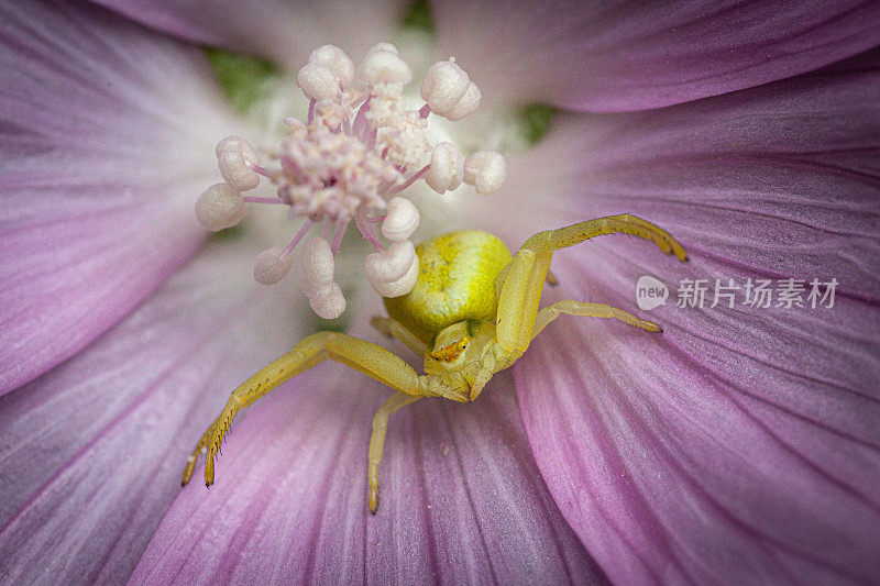 雄性黄花蟹蜘蛛，(Misumena vatia)，雄性可变的thomise，蟹蜘蛛。